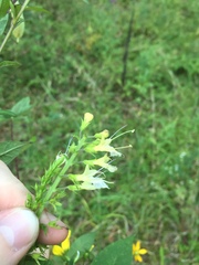 Collinsonia punctata