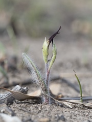 Caladenia caudata