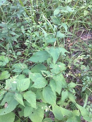 Collinsonia punctata