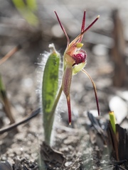 Caladenia caudata