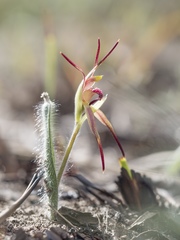 Caladenia caudata