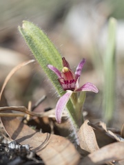 Caladenia caudata