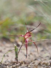 Caladenia caudata