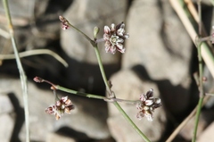 Eriogonum cernuum