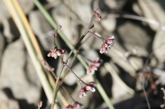 Eriogonum cernuum