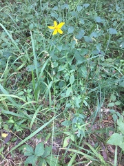 Coreopsis pubescens pubescens