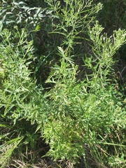 Eupatorium × pinnatifidum