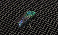 Chrysis smaragdula