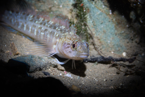 Longfinned triplefin (Ruanoho decemdigitatus) — Tripterygiidae