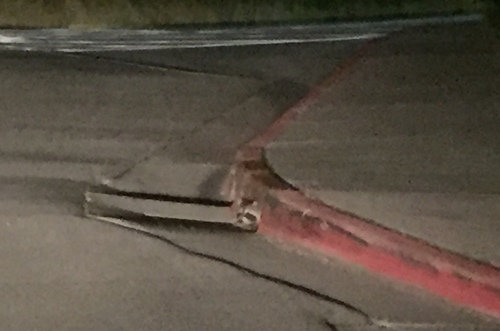 Common Raccoon photographed in Utah