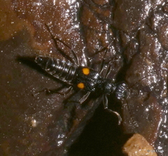 Dianous nitidulus