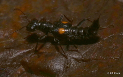 Dianous nitidulus