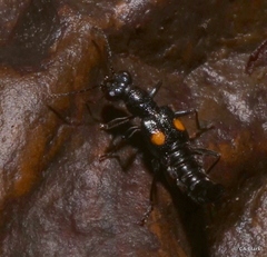 Dianous nitidulus