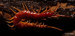 Scolopocryptops spinicaudus