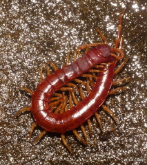 Scolopocryptops spinicaudus