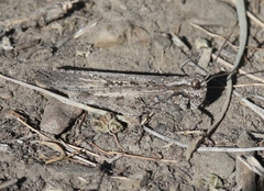 Trimerotropis species-a