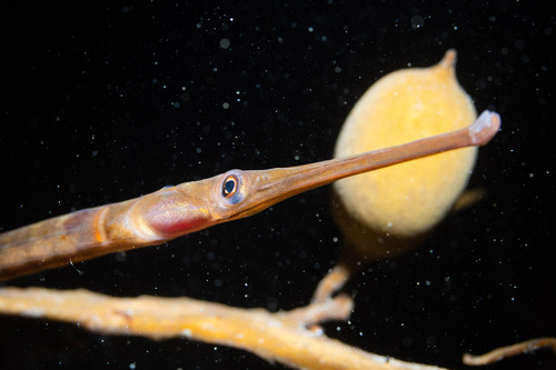 Long-snouted pipefish (Stigmatopora macropterygia) — Syngnathidae