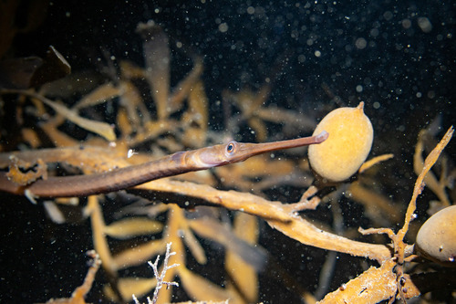 Long-snouted pipefish (Stigmatopora macropterygia) — Syngnathidae — 2