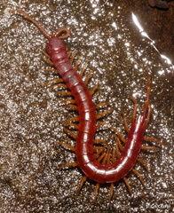 Scolopocryptops spinicaudus