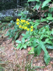 Solidago glomerata