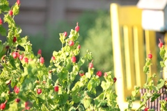 Malvaviscus arboreus drummondii