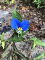 Commelina communis