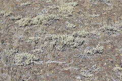 Artemisia rothrockii