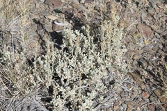 Artemisia rothrockii