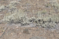 Artemisia rothrockii