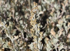 Artemisia rothrockii