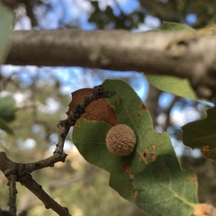 Cynips multipunctata