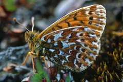 Boloria polaris