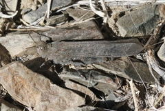 Circotettix undulatus