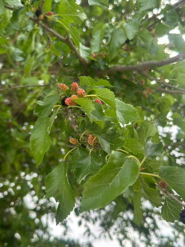 white mulberry