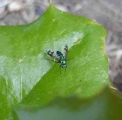 Condylostylus occidentalis