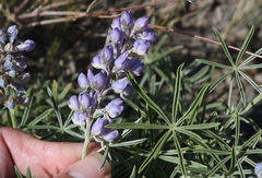 Lupinus meionanthus