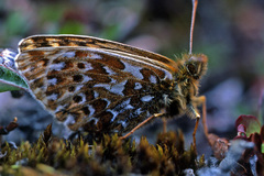 Boloria polaris