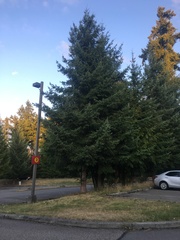 Pseudotsuga menziesii