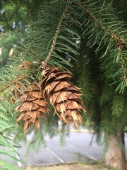 Pseudotsuga menziesii