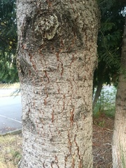 Pseudotsuga menziesii