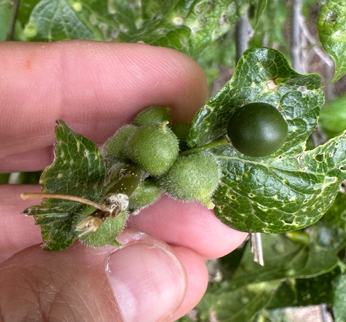 Hackberry Aggregate Gall Midge