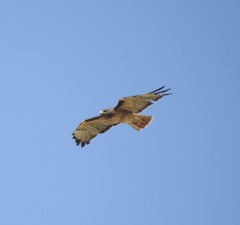 Buteo jamaicensis