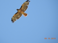 Buteo jamaicensis