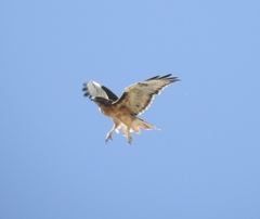 Buteo jamaicensis