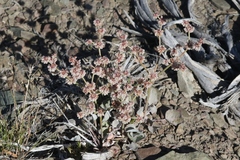 Eriogonum rupinum