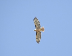 Buteo jamaicensis