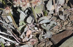 Eriogonum rupinum