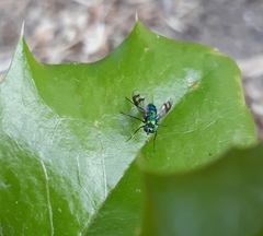 Condylostylus occidentalis