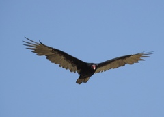 Cathartes aura