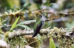 Taphrospilus hypostictus